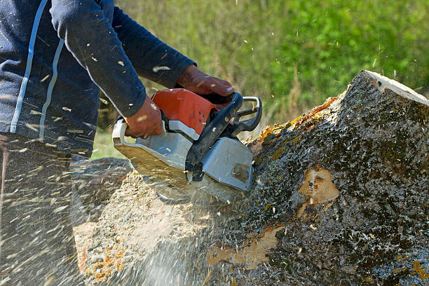 Trusted Johnson Lane, NV  Tree Services Experts